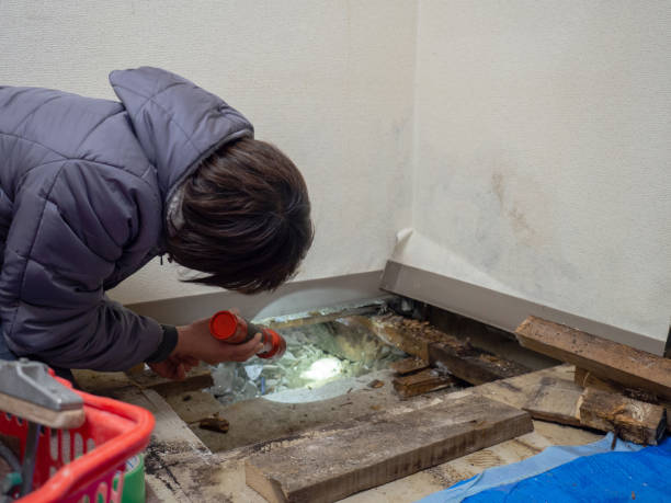 Reliable Seven Lakes, NC Mold Removal Solutions